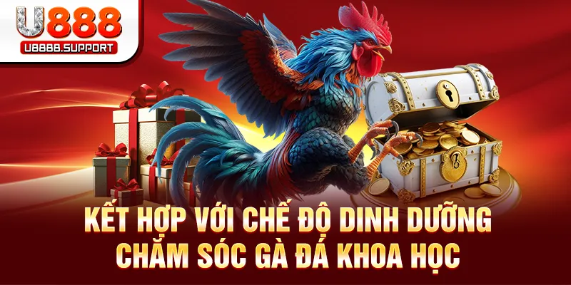 Kết hợp với chế độ dinh dưỡng chăm sóc gà đá khoa học