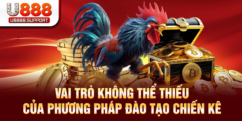 Cách nuôi gà chọi con U888 có ý nghĩa gì